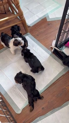 Yorkiepoo dogs for sale: Yorkiepoo Puppy 1 wilson - Video 1