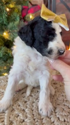 Mixed Breed dogs for sale: Patty - Video 5