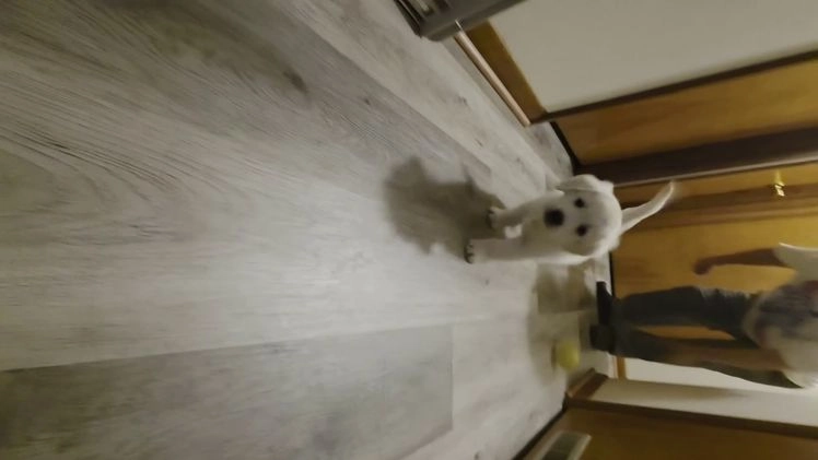 Golden Retriever dogs for sale: Sunny - Video 1