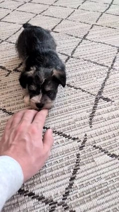 Miniature Schnauzer dogs for sale: Willow  - Video 1