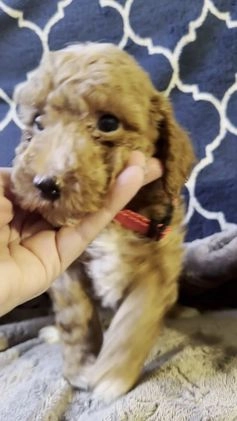 Mixed Breed dogs for sale: Gatsby- AKC Genetically Tested Parents  - Video 1