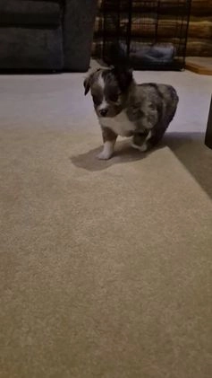 Toy Australian Shepherd dogs for sale: Toy Australian Shepherd Rusty  - Video 1