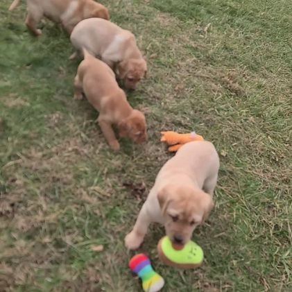 Labrador Retriever dogs for sale: Nugget - Video 3