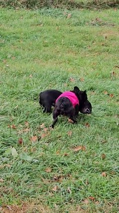 French Bulldog dogs for sale: Jewl Fluffy female  - Video 1