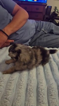 Pomeranian dogs for sale: Pomeranian Puppy 2 - Video 1