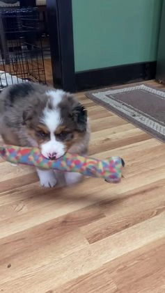 Australian Shepherd dogs for sale: Jackson - Video 1