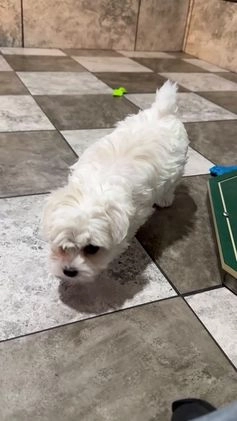 Maltese dogs for sale: Ivy - Video 1