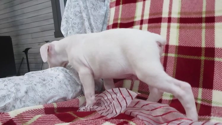 Boxer dogs for sale: Diamond - Video 1