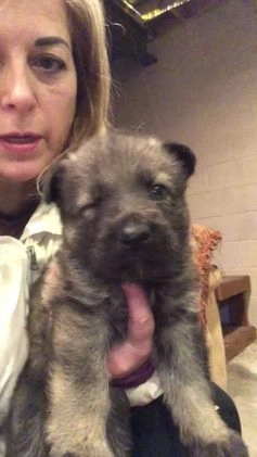 German Shepherd dogs for sale: German Shepherd Puppy 2 - Video 1