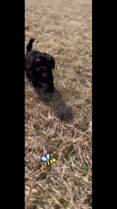 Maltipoo dogs for sale: Buzzy - Video 2