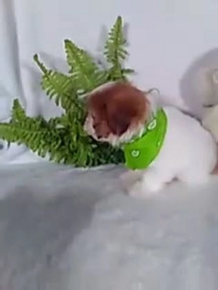 Shih Tzu dogs for sale: Carlos - Video 1