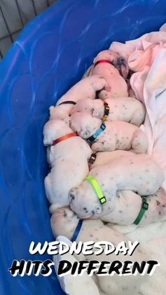 Dalmatian dogs for sale: Dalmatian Puppy Litter - Video 1