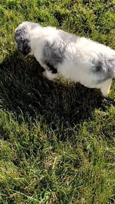 Mixed Breed dogs for sale: Nala - Video 1