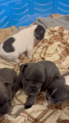 French Bulldog dogs for sale: Pepe - Video 2
