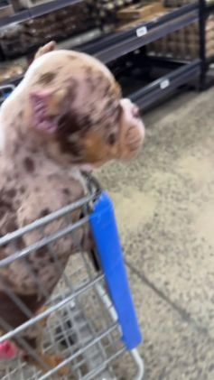 American Bully dogs for sale: Jinxy - Video 6