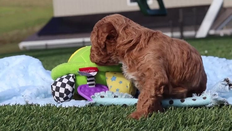 Cavapoo dogs for sale: Bella - Video 1