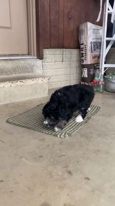 Aussiedoodle dogs for sale: Smores - Video 3