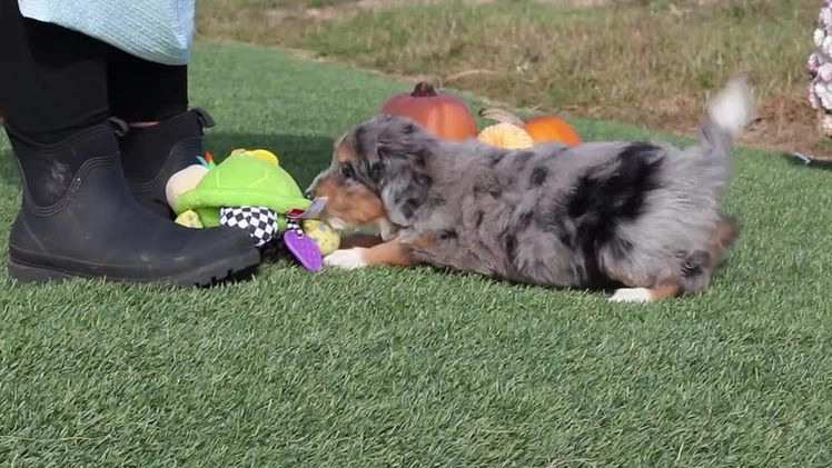 Mini Bernedoodle dogs for sale: Tilly - Video 1