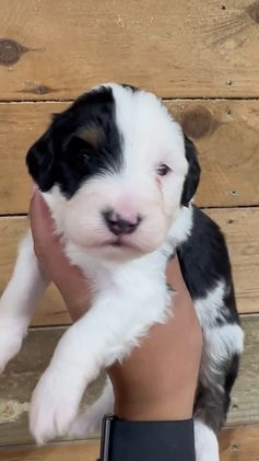 Mini Bernedoodle dogs for sale: Milo - Video 5