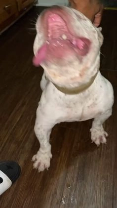 American Bully dogs for stud: Pocket/Micro Litter Dropping January 2026🔥 - Video 1