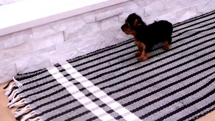 Yorkshire Terrier dogs for sale: Peaches - Video 1