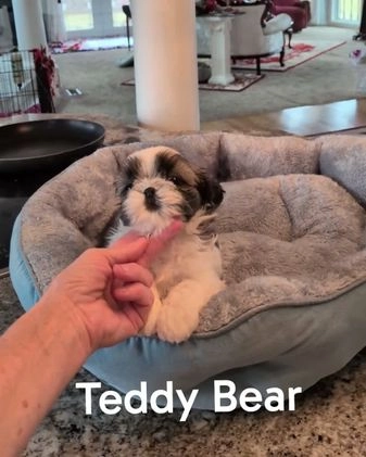 Shih Tzu dogs for sale: Shih Tzu Puppy 2 - Video 1