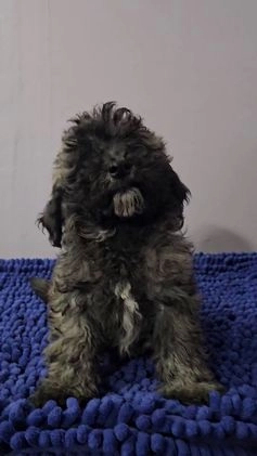 Goldendoodle dogs for sale:  Puppy 1 - Video 1