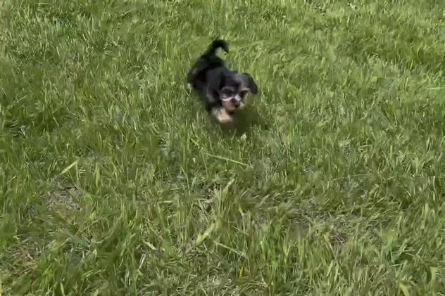 Yorkiepoo dogs for sale: Daphne - Video 1