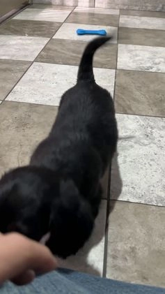 Miniature Dachshund dogs for sale: Travis - Video 1