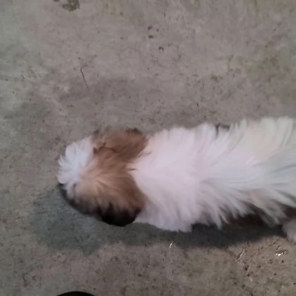 Shih Tzu dogs for sale: Kobe - Video 1