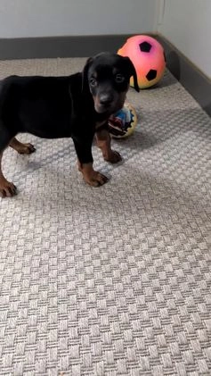 Doberman Pinscher dogs for sale: Lucy  - Video 1