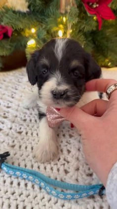 Mixed Breed dogs for sale: Ferguson - Video 1