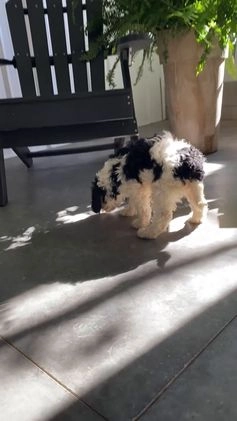 Mini Bernedoodle dogs for sale: Montana - Video 6