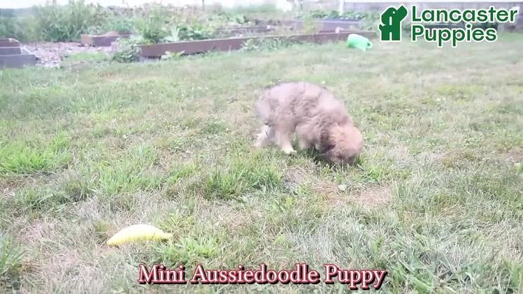 Mini Aussiedoodle dogs for sale: Marigold - Video 1