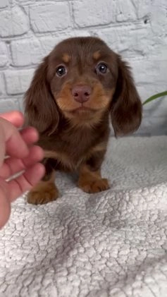 Miniature Dachshund dogs for sale: Dolly - Video 1