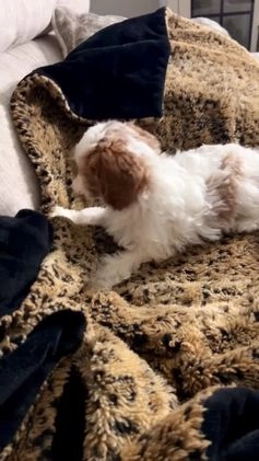 Cavapoo dogs for sale: Penelope - Video 2