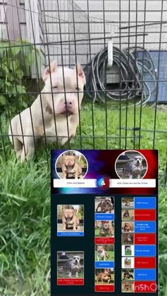 American Bully dogs for sale: American Bully Male - Video 2