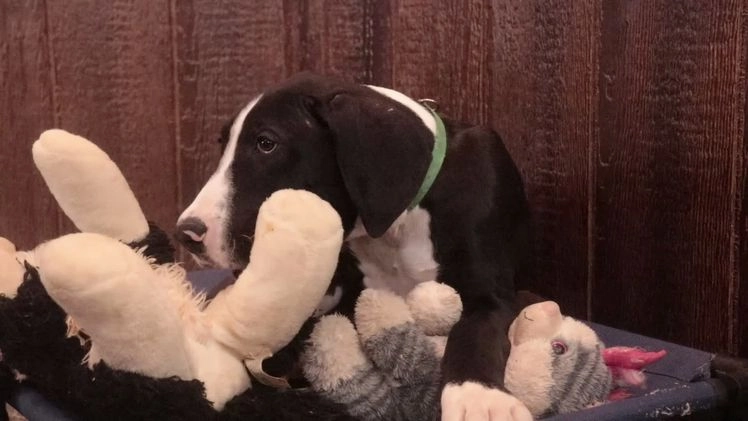 Great Dane dogs for sale: Lawrence - Video 1