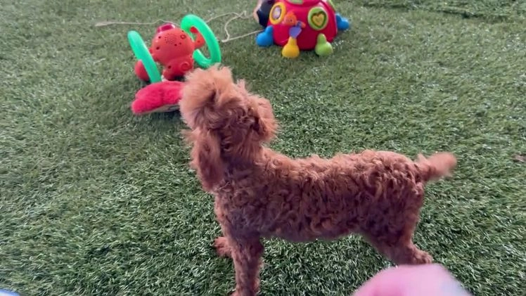 Toy Poodle dogs for sale: Popper - Video 1