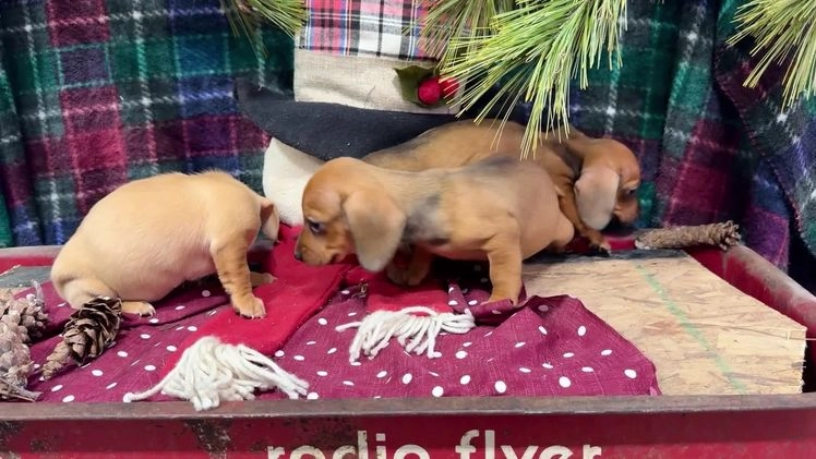 Miniature Dachshund dogs for sale: Tucker - Video 1