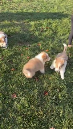 Collie dogs for sale: Collie Puppy 7 - Video 3