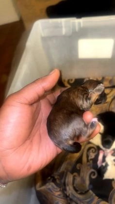 Mixed Breed dogs for sale: Shih-poos - Video 2