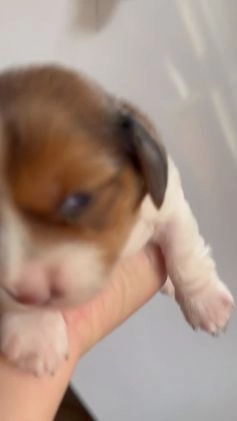 Miniature Dachshund dogs for sale: Miniature Dachshund LH boy - Video 1