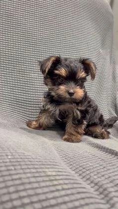 Yorkshire Terrier dogs for sale: Teacup Landon  - Video 1