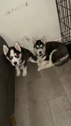 Siberian Husky dogs for sale: Siberian Husky Puppy 1 - Video 2