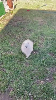 Pomeranian dogs for sale: Teodoro coreano  - Video 1