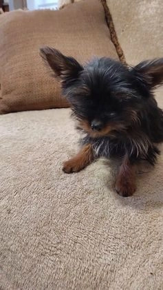 Pomchi dogs for sale: Monte - Video 2