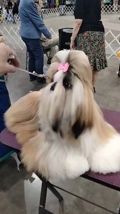 Shih Tzu dogs for sale: Shih Tzu Puppy 4 - Video 3