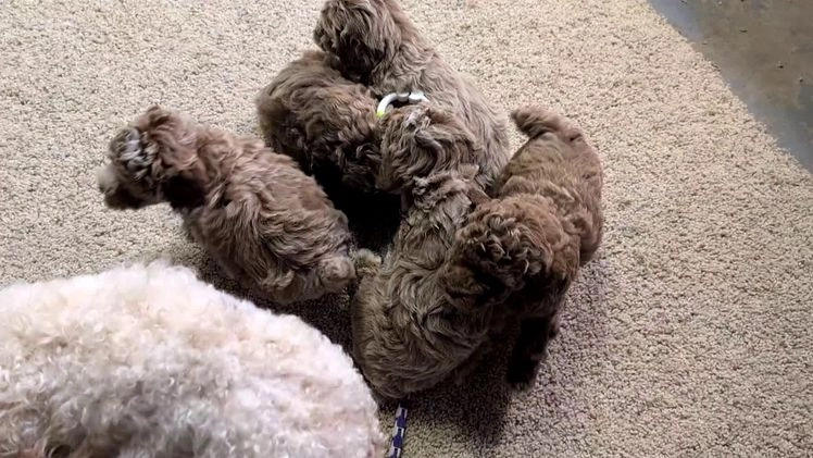 Miniature Poodle dogs for sale: Harmony  - Video 2