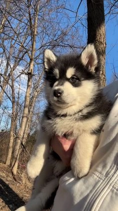 Alaskan Malamute dogs for sale: Thunder - Video 1